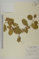 登錄號:S132320藏品圖，第1張