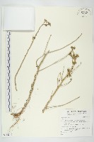 登錄號:S132340藏品圖，第1張