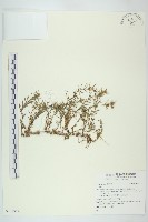 登錄號:S132352藏品圖，第1張