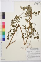 登錄號:S132355藏品圖，第1張