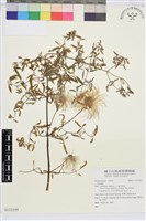 登錄號:S132359藏品圖，第1張