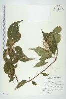 梜木藏品圖，第1張