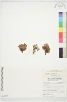 五蕊莓藏品圖，第1張