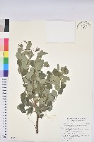 小紅仔珠藏品圖，第1張