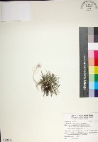 乾溝飄拂草藏品圖，第1張