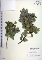 琉球黃楊藏品圖，第1張