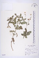 大花咸豐草藏品圖，第1張