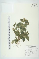 霍香薊藏品圖，第1張