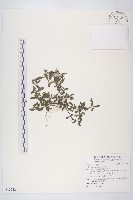 鱧腸藏品圖，第1張