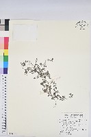 伏生大戟藏品圖，第1張