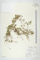 馬蹄金藏品圖，第1張