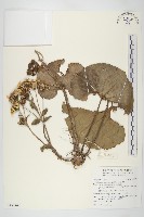 山菊藏品圖，第1張