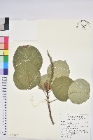 圓葉血桐藏品圖，第1張