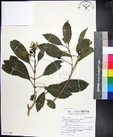 紅頭李欖藏品圖，第1張