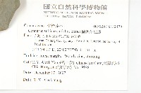 蘭嶼牛栓藤藏品圖，第2張