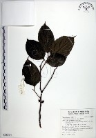 羅庚果藏品圖，第1張