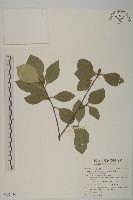 日本賽衛矛、日本假衛矛藏品圖，第1張