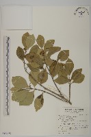 日本賽衛矛、日本假衛矛藏品圖，第1張