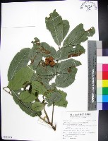 蘭嶼椌木藏品圖，第1張