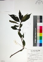 玉葉金花藏品圖，第1張