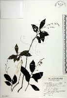 針刺草藏品圖，第1張