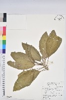 假鐵莧藏品圖，第1張