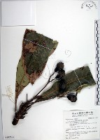 臺東漆樹藏品圖，第1張