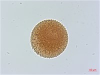 豬腳楠藏品圖，第1張