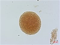 豬腳楠藏品圖，第2張