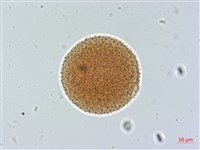 豬腳楠藏品圖，第3張