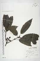 桃葉珊瑚藏品圖，第1張