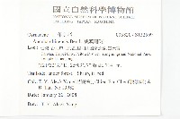 桃葉珊瑚藏品圖，第2張