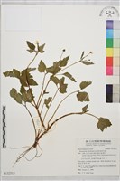 鉤柱毛茛藏品圖，第4張