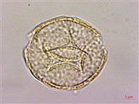 鉤柱毛茛藏品圖，第2張