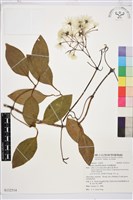 厚葉鐵線蓮藏品圖，第2張