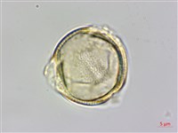 向天黃藏品圖，第1張