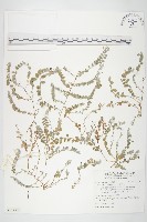 土丁桂藏品圖，第1張