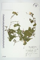 菜欒藤藏品圖，第1張