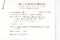 菜欒藤藏品圖，第2張