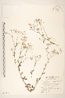 小花斑鳩菊藏品圖，第1張