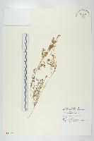 臭濱芥、臭薺藏品圖，第1張