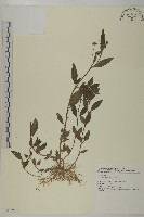 鱧腸藏品圖，第1張