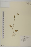 日本假蓬藏品圖，第1張