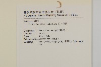 日本假蓬藏品圖，第2張