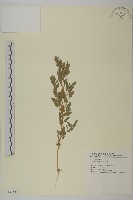 藜、灰藜藏品圖，第1張