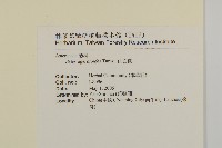 山白蘭藏品圖，第2張