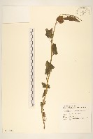 蒲儿根藏品圖，第1張