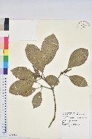 嶺南青剛櫟、嶺南椆藏品圖，第1張