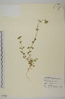 簇生卷耳藏品圖，第1張