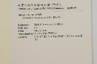 簇生卷耳藏品圖，第2張